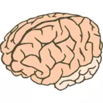 Vector clip art of human brain in 2 colors