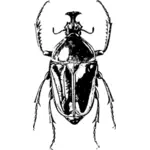 Insecto Escarabajo negro
