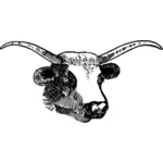 Ilustración vectorial de toro con grandes cuernos