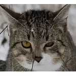 האיור וקטורית הפנים של החתול