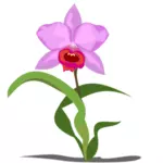 Tunggal Cattleya bunga vektor grafis