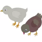 Vector illustration of two colored chickens roaming around