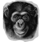 Hoofd van de chimpansee