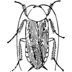 Cockroach drawing