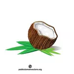 नारियल फल वेक्टर छवि