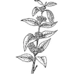 Vectorul miniaturi de plante de cafea