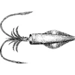 Ilustracja squid