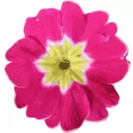Realistisk rosa blomst