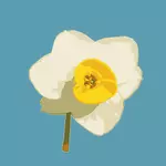 Daffodil on blue background