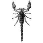 Disegno vettoriale di Scorpion in scala di grigi