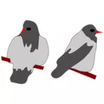 Dwa gołębie