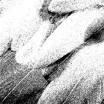 Vektorgrafikk utklipp av fjær spor i svart-hvitt