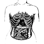 内部の腸