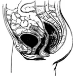 Анатомия женского таза