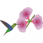 Colibri पक्षी एक फूल चित्रण पर उठा
