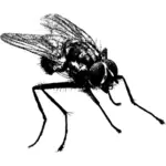Dibujo vector la mosca