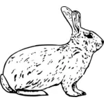 French rabbit