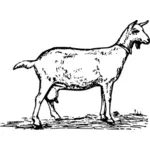 Una capra
