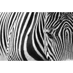 Zebra di semitono