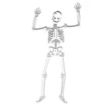 Vector clip art of scary skeleton