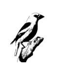 Hawfinch vector clip art
