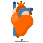 Kalp anatomisi vektör küçük resim