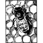 Bal arısı tarak üzerinde