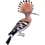 Uccello del Hoopoe