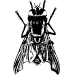 Dibujo vectorial de mosca doméstica