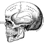 Vektorové ilustrace lidské lebky s názvy kostí