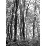 Черный и белый лес