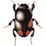 Escarabajo del escarabajo