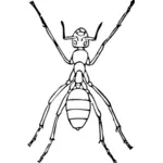 Vector illustraties voor ant met zes poten