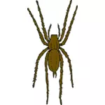 Vector illustration of brown spider