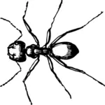 Vector drawing of carpenter ant