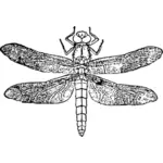 Clipart vectorial de libélula