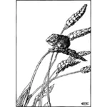 Dibujo de ratón cosechero de comer un grano vectorial