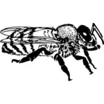 矢量图形的蜂蜜蜂的侧视图