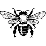 Vector afbeelding van honingbij