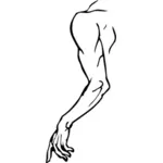 矢量绘图的肌肉男人的手臂