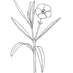 Oleander vektorgrafik
