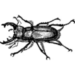 Vector clip art of staghorn beetle