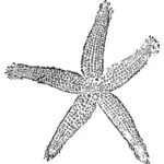 Graphiques vectoriels d'étoile de mer