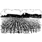 Provence vineyard vector drawing