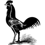 t rex and chicken skeleton
