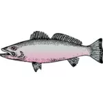 Generic river fish vector drawing