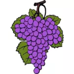 矢量绘图的成熟的葡萄