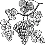 Vector drawing of grapes