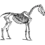 בתמונה וקטורית של שלד סוס