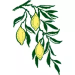 Vector clip art lemon branch